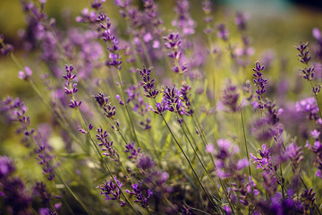 lavender flowers in nature, natural lavender flowers