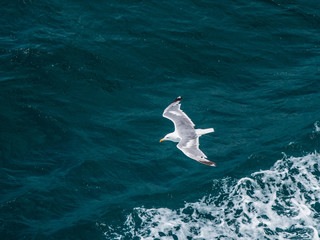 Seagull flying on blue clean water in the ocean. Top view aereal shot.