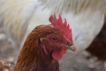 poule