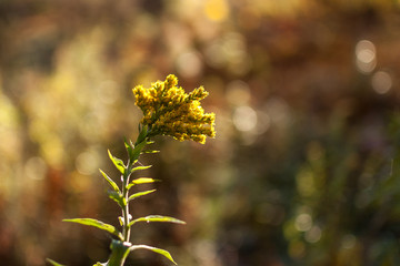 autumn flowers with a blurred background - obrazy, fototapety, plakaty