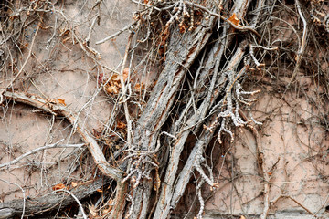 Many roots, branches of grapes on the wall.