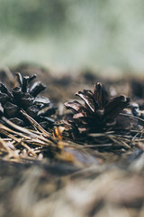 Pine cones on the forest ground