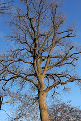 Baum, Baumkrone, Winter