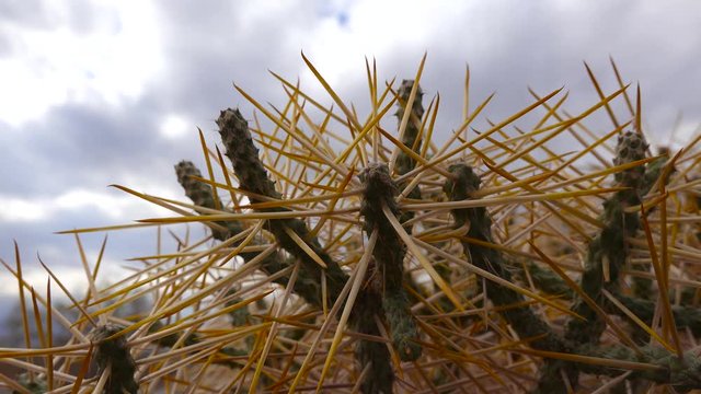 Arizona pencil cholla with long yellow spines against the blue sky. Christmas cholla, tasajillo (Cylindropuntia leptocaulis).