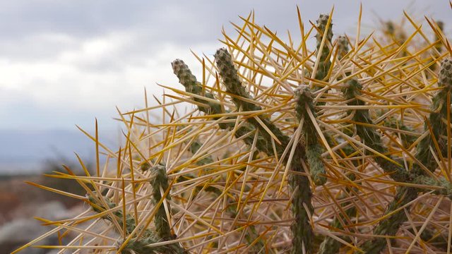 Arizona pencil cholla with long yellow spines against the blue sky. Christmas cholla, tasajillo (Cylindropuntia leptocaulis).