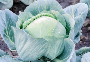 Obraz premium white cabbage plant with green leaves