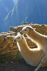 Llamas that live at Machu Picchu, Peru
