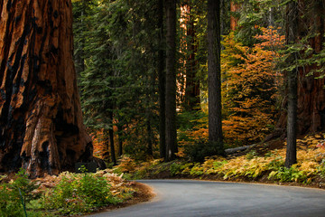 Scenic drive through Sequoia National Park in autumn colors, California, USA