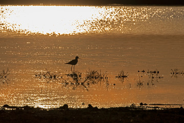 Silhouette of one black-winged stilt (Himantopus himantopus) against the background of water with the reflection of evening orange light. Nature photo art concept.