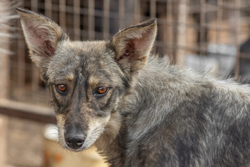 closeup portrait sad homeless abandoned dog in shelter