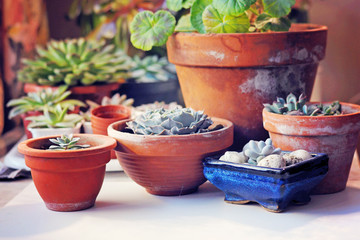Fototapeta na wymiar succulent growing at home in different pots