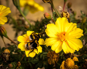 Bumble bees on a bright yellow flower in Northern Italy