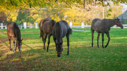 Grupa pięknych szlachetnych koni na  jesiennym pastwisku 