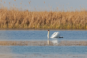 The mute swan (Cygnus olor) is a species of swan and a member of the waterfowl family Anatidae.