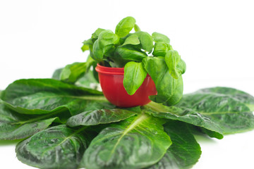 Green Basil in a red baby jar is on Romaine lettuce. Healthy vegetarian food. Organic herbs. Close-up
