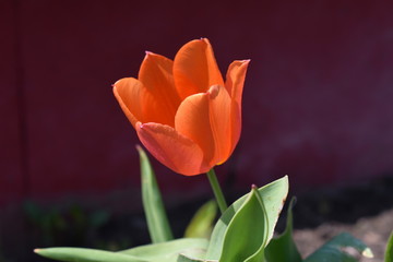 Blüte einer einfachen orangen Tulpe