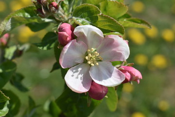 Fototapeta premium Apfel Blüte und Knospen am Baum
