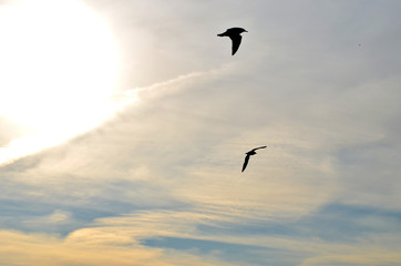 Sea-gulls flying in the sky, photo,nature