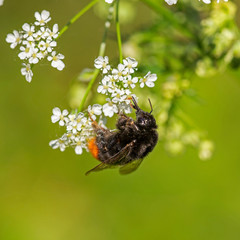 Bombus lapidarius is a species of bumblebee in the subgenus Melanobombus. Bumblebee Bombus lapidarius on flower