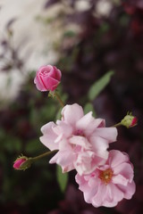 pink rose in garden