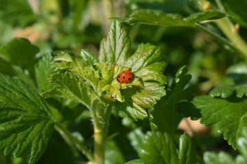 Marienkäfer auf einem Blatt der Stachelbeere