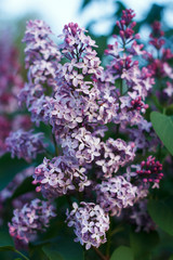 Blossoming decorative lilac tree on spring