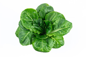 Obraz premium Bunch of Romaine lettuce in the form of a circle. Healthy vegetarian food. Organic herbs. Top view