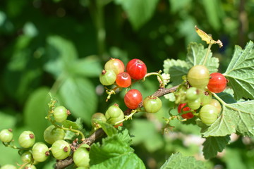 Reife und unreife Johannisbeeren am Strauch