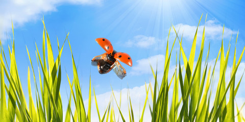 Macro fly red Ladybug on green grass.