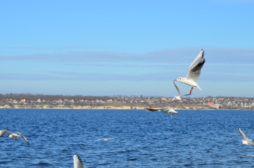 Fototapeta na wymiar Sea-gulls flying in the sky, photo,nature