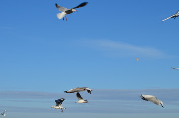 Sea-gulls flying in the sky, photo,nature