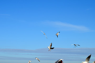 Sea-gulls flying in the sky, photo,nature