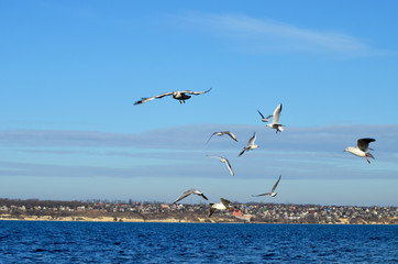 Fototapeta na wymiar Sea-gulls flying in the sky, photo,nature
