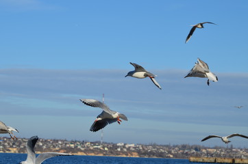 Sea-gulls flying in the sky, photo,nature
