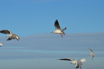 Sea-gulls flying in the sky, photo,nature