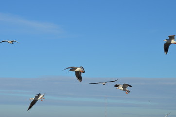 Sea-gulls flying in the sky, photo,nature