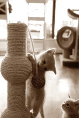 Kittens playing on scratching post