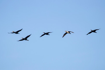  Group of great cormorant (Phalacrocorax carbo) in flight on sky background. Bird migration concept.