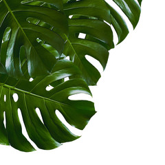 monstera tropical palm leaf leaves plants greenery summer fresh