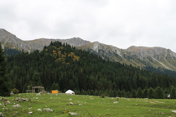 Fototapeta premium mountain landscape with flowers
