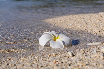 Flower on the beach