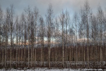 birch grove at dusk