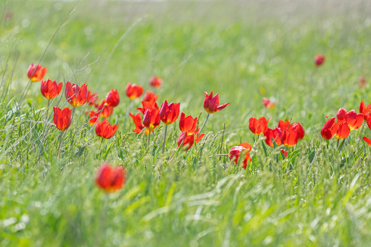 Mass flowering of Tulipa schrenkii or Tulipa suaveolens in a typical steppe ecosystem of growth. Kalmykia Region. 