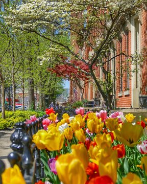 Tulip Garden In Town