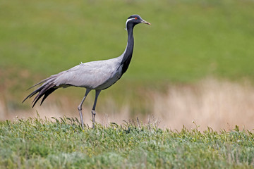 The demoiselle crane (Grus virgo) is a species of crane found in central Eurasia. demoiselle crane (Grus virgo) in a typical breeding ecosystem