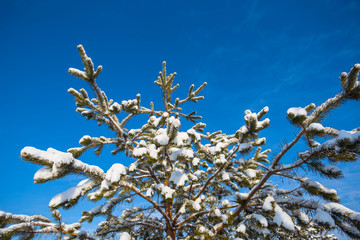 closeup pine tree branch in a snow on a blue sky background, winter outdoor background