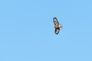 Mäusebussard