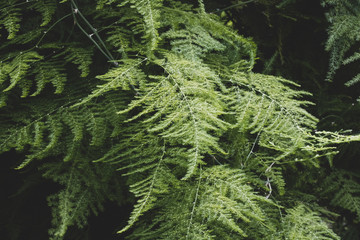 Fototapeta premium green branches 