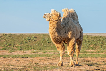  The Bactrian camel (Camelus bactrianus) is a large, even-toed ungulate native to the steppes of Central Asia. 