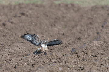 Mäusebussard